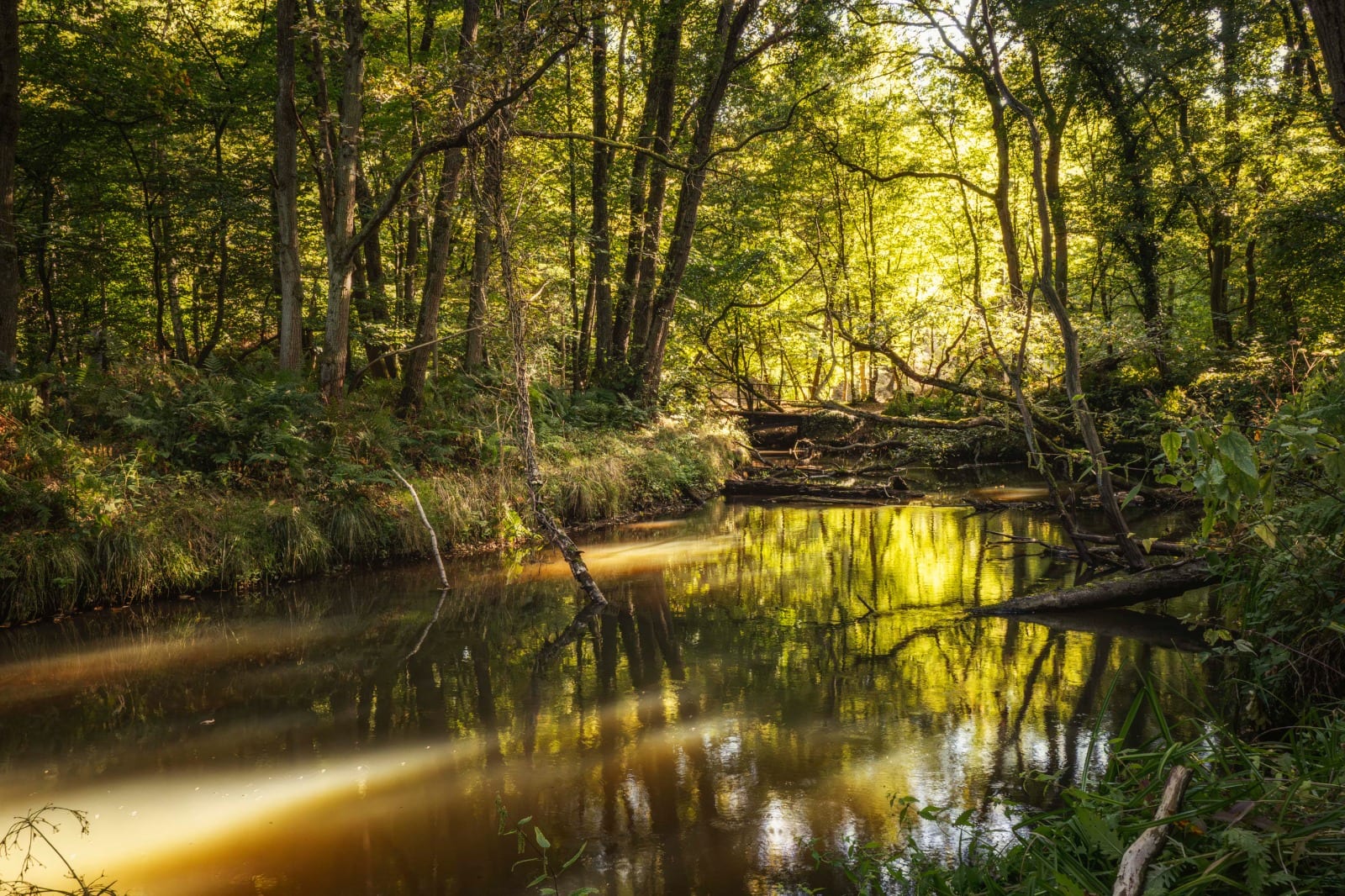 Een beek die in tegenlicht door het loofbos rond de eco lodges stroomt, met het gouden bladerdek weerspiegeld in het water