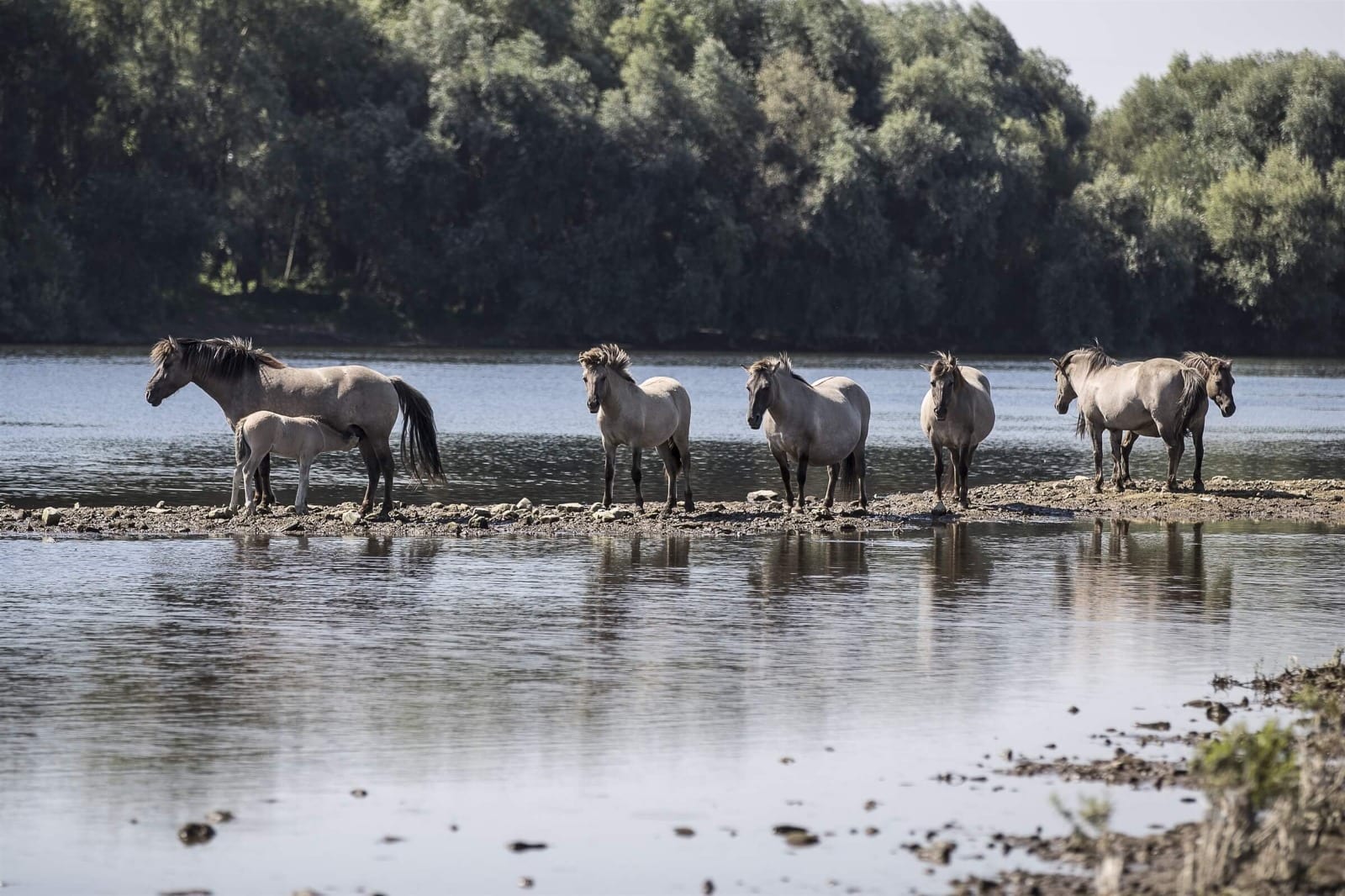 Een kudde konikpaarden met een veulen op een grindbank in Rivierpark Maasvallei, weerspiegeld in het water van de rivierarm